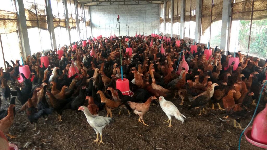 దేశీ కోళ్ల పెంపకం. అదే కోళ్లు… ఒకరికి నష్టం, మరొకరికి లాభం—రహస్యం ఎక్కడ ఉంది?