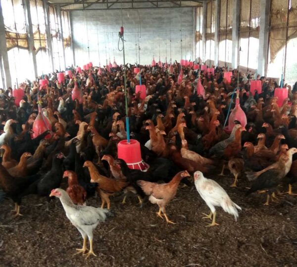 దేశీ కోళ్ల పెంపకం. అదే కోళ్లు… ఒకరికి నష్టం, మరొకరికి లాభం—రహస్యం ఎక్కడ ఉంది?